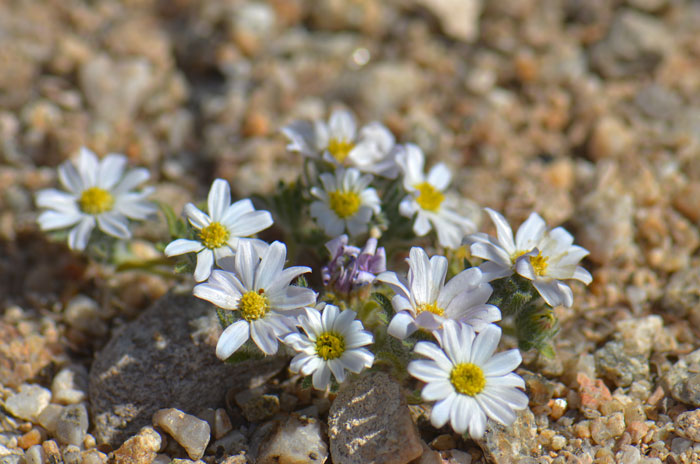 Mojave Desertstar or Bristly Desertstar has daisy-like white flowers with yellow centers. Note the flowers are large, ¾ of an inch (2 cm) compared to the rest of the plant; flowers open in the morning and close in the evenings; Monoptilon bellioides